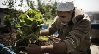 パキスタン農業研究協議会、庭や屋上スペースを活用した都市型の有機栽培プログラムを開始