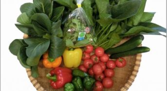 日本トリム、電解水素水による機能性野菜を限定販売