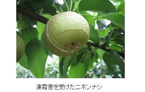 アサヒグループHD、関西大発VBのKUREi社に資本参加。コーヒー粕で農作物の凍霜害防止材開発