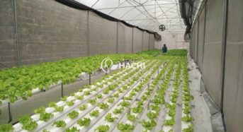 ベトナム・ハチ社の農業IoTシステム、国内の水耕栽培・植物工場への導入が加速