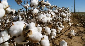 日鉄住金物産、インド・パンジャブ州立農業大と綿花の共同研究開始で合意