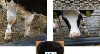 凸版印刷・ホシデン・日本全薬工業、IoTで家畜のストレス管理を実証