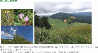センブリ・カワラナデシコなど、日本で草地が10万年以上維持されてきたことを実証