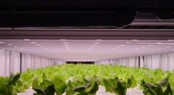 セブンイレブン向け・プライムデリカの植物工場。植物育成用LED照明「フィリップス グリーンパワーLED」が採用