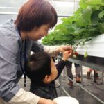 阪神電鉄の子会社、夏イチゴ「すずあかね」の摘み取り体験「六甲山の体験農園」を7月20日にオープン