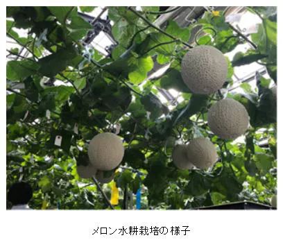 富士通と越谷市、IoTを活用したメロン水耕栽培の研究を開始