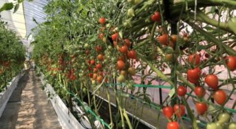 シン・エナジー、秋田県にてミニトマト「恋ベリー」のハウス栽培を開始。再生可能エネルギーとの融合も視野に