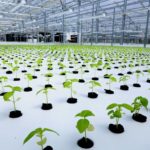 寒冷地型データセンターに国内最大規模のアクアポニクス型の植物工場が完成