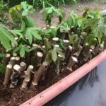 GM7による宮城県丸森町にて農業法人を設立。タピオカ原料のキャッサバや海外ニーズの高いリコリスなどを栽培