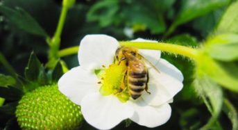 アピ、 ミツバチの代替として受粉を助けるハエ【ビーフライ】の普及拡大へ