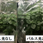 徳島文理大、新型LEDによるパルス照射にてタデ藍の収穫重量が増加。植物工場にも応用へ