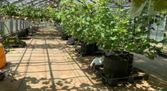 AI潅水施肥システムのゼロアグリ、新たにナシ・ブドウの試験栽培を開始
