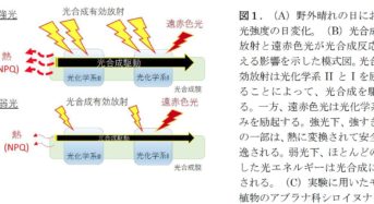 東京大学など、700-800nmの遠赤色光が光合成の効率を促進する研究結果を発表