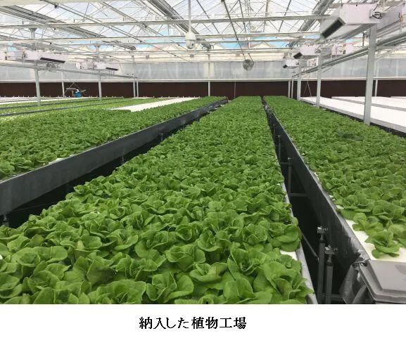 三菱ケミカル、中国の瀋陽秋実と植物工場事業で戦略的提携へ。トマト・イチゴの生産システム拡大