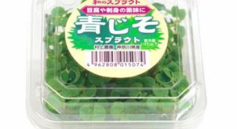 村上農園による和のハーブ・大葉、新野菜「青じそスプラウト」として販売開始