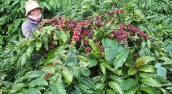 キリンHD、ベトナムでのコーヒー農園を支援。国際的な認証制度の取得へ