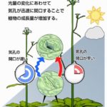 東京大学大学院、気孔をすばやく開かせることで、野外における植物の成長促進に成功