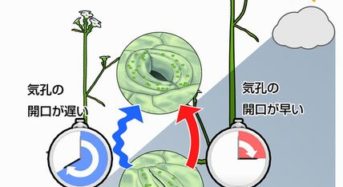 東京大学大学院、気孔をすばやく開かせることで、野外における植物の成長促進に成功