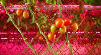 ロシア・リアット社、人工光型植物工場にて果菜類トマトの生産を本格化へ