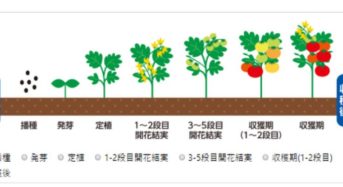 パナソニック、土壌と作物を総合的に分析する「栽培ナビドクター」を開始