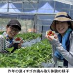 六甲山カンツリーハウス、夏イチゴの摘み取り体験・観光農園を7月23日にシーズンオープン