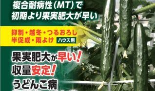 久留米原種育成会、きゅうりの新品種 複合耐病性『瑞帆(ミズホ)』が発売開始