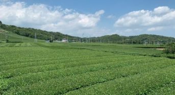 伊藤園、静岡県にて「お～いお茶」専用茶葉の生産面積・展開地区を拡大