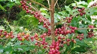 GPLAO、ラオスよりフェアトレード商品・幻のコーヒー豆ティピカを輸入