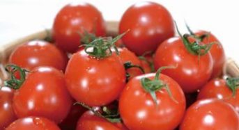 深作農園のミニトマト、有機農業技術を活用した野菜栄養価コンテストで最優秀賞を受賞