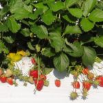 アヲハタ、加工用イチゴの新品種「夢つづき2号」を農研機構と共同育成