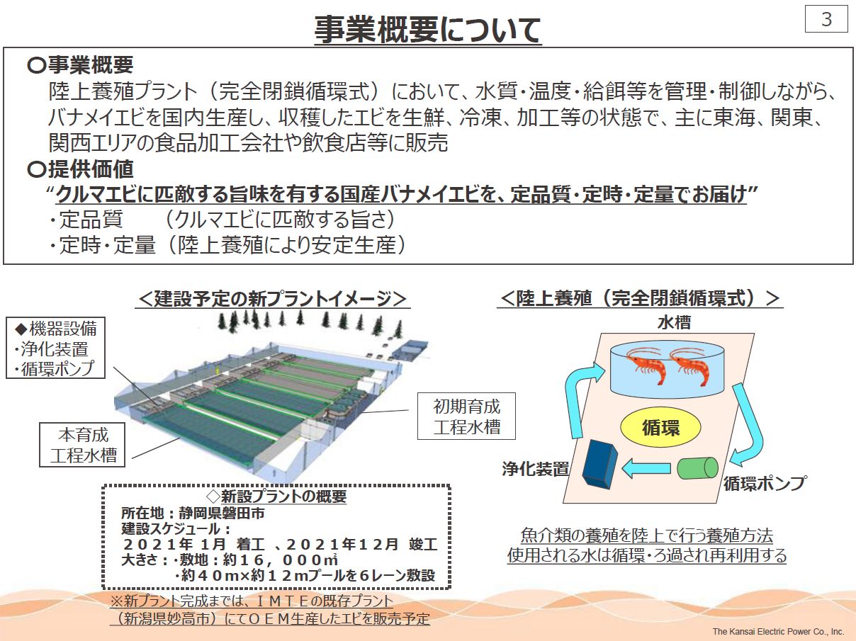 関西電力、完全閉鎖循環式・陸上養殖にて「バナメイエビ」の生産へ