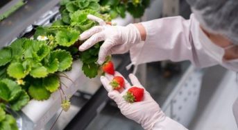 NTT西日本グループによるイチゴの植物工場「N.BERRY」の名称で販売開始