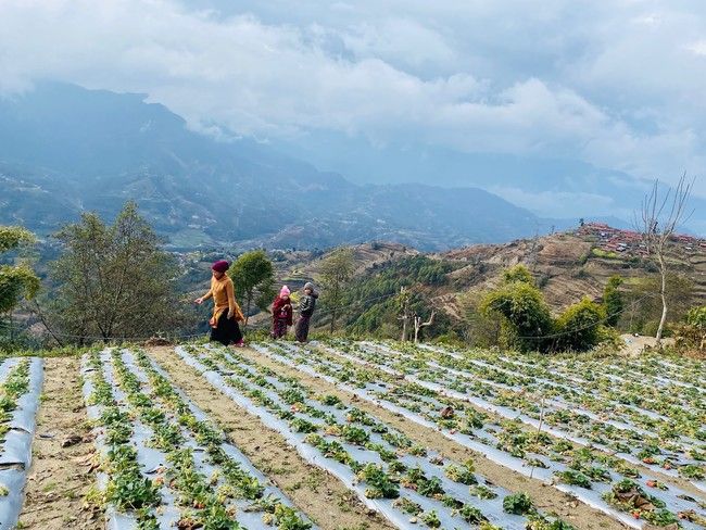 ネパールで日本品種イチゴを生産するOur Farms、エシカルなセレクトショップを開設