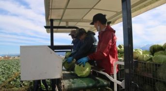 YUIMEを活用した富山県、農業分野・キャベツの収穫と選果作業受託の導入検証を実施