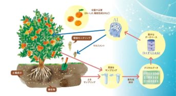 NTT西日本、理化学研究所・福島大学などの8組織が「果樹の土壌微生物に着目した農業生態系の解明」へ
