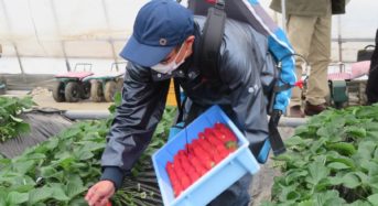 イノフィス、マッスルスーツ導入によりイチゴ栽培の腰痛対策と作業性向上。年間130時間の時間削減効果を実証
