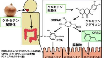 岡山大学、玉ねぎに含有する「ケルセチン」配糖体の腸内細菌代謝物の肝細胞保護効果とその分子機構を解明