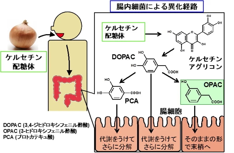 岡山大学、玉ねぎに含有する「ケルセチン」配糖体の腸内細菌代謝物の肝細胞保護効果とその分子機構を解明