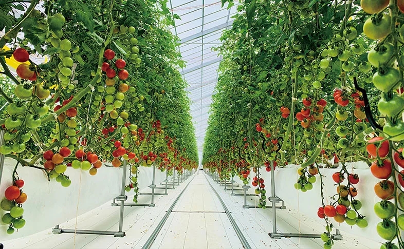 ランドセルの鞄工房山本、太陽光型・植物工場によるトマトの生産・販売事業をスタート