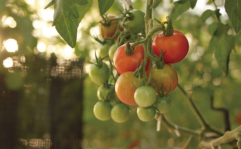 ランドセルの鞄工房山本、太陽光型・植物工場によるトマトの生産・販売事業をスタート
