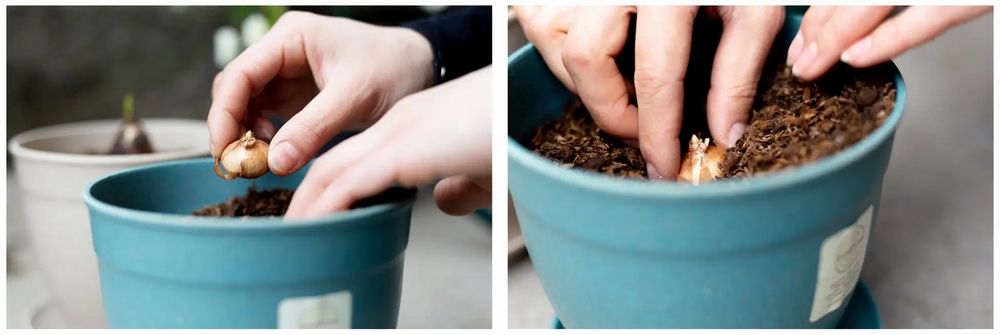 BOTANIC、ブルーボトルコーヒーの抽出殻を利用した培養土・栽培セットを販売