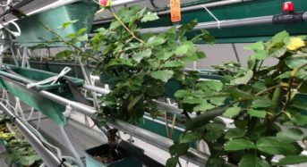 TSUBU、植物工場を活用したカーボンニュートラルのバラ栽培に成功