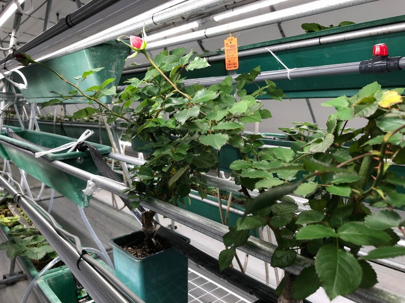 TSUBU、植物工場を活用したカーボンニュートラルのバラ栽培に成功