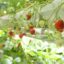 MD-Farm、植物工場によるイチゴの『連続開花』で通年安定した収穫を実現