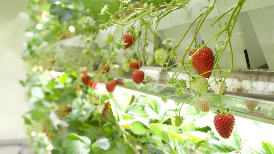 MD-Farm、植物工場によるイチゴの『連続開花』で通年安定した収穫を実現